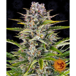 copy of Blue Cheese Auto