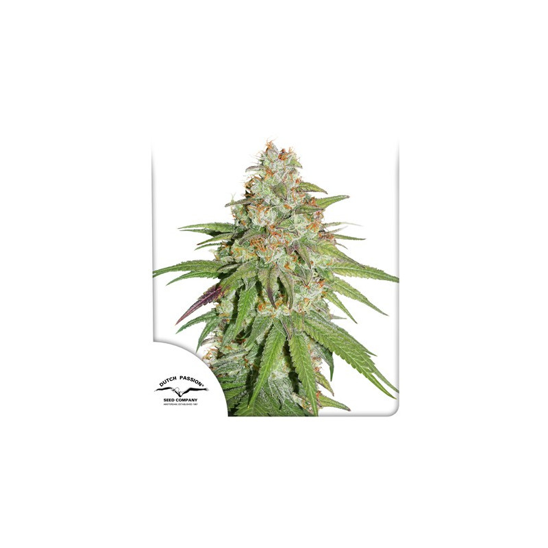 Glueberry OG Glueberry OG