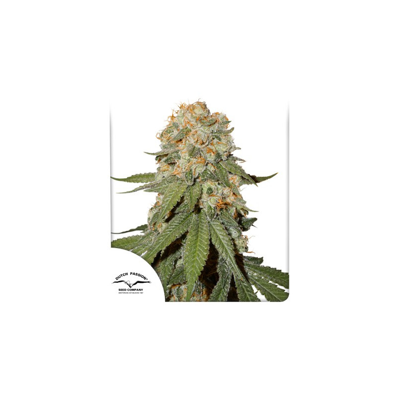Orange Bud Orange Bud