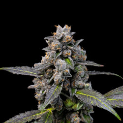 Pink Passion Fruit