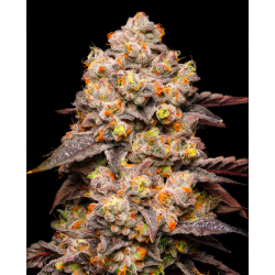 Dried Fruit