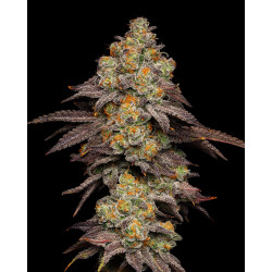 Blueberry Cherries