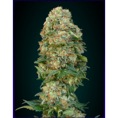 Afghan Skunk Afghan Skunk