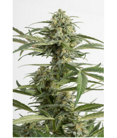 copy of Amnesia XXL Auto