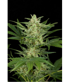 Critical Jack Auto