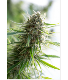 Critical Mass