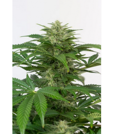 copy of Amnesia XXL Auto