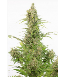 copy of Amnesia XXL Auto